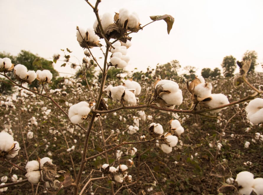 Golden Rules for High-Quality Cotton Production