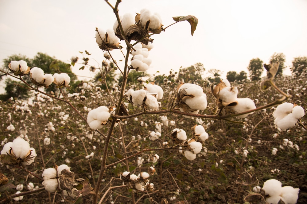 Golden Rules for High-Quality Cotton Production