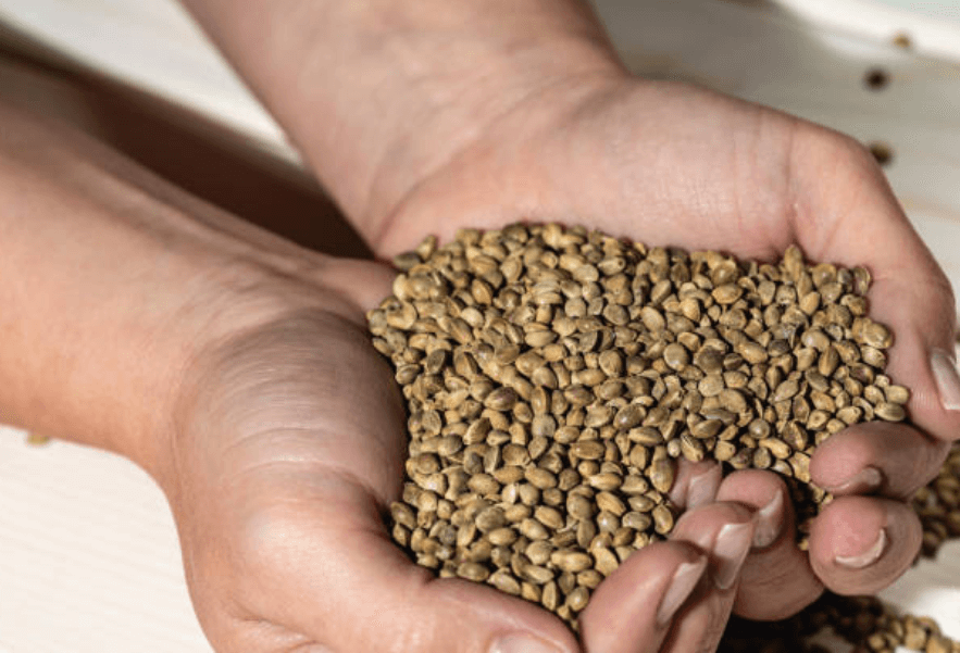 What Should You Consider When Choosing Animal Feed?